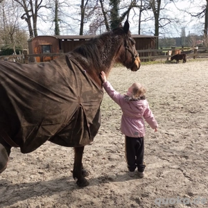 Beisteller zu verkaufen (reitbar) Bild 2