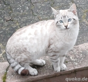 Kitten zum verlieben. 