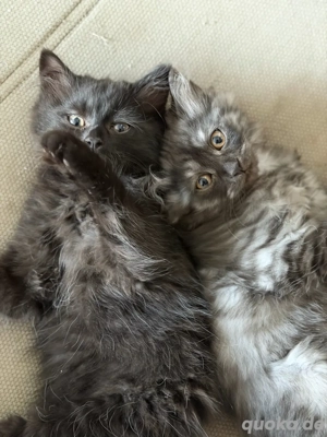    Süße Kätzchen abzugeben   Perser- Sibirermix   