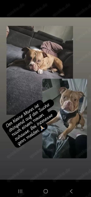 verkauf American Bully