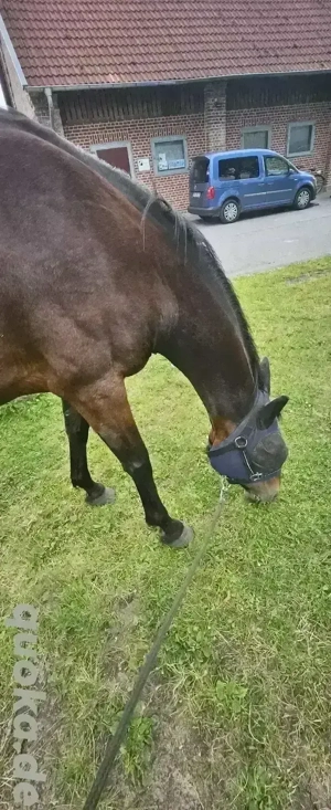 Beisteller zu verkaufen (reitbar) Bild 5