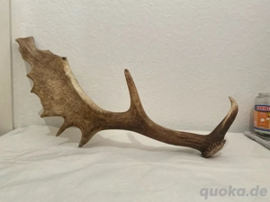 Echtes Damhirsch-Geweih (Einzelstange)
