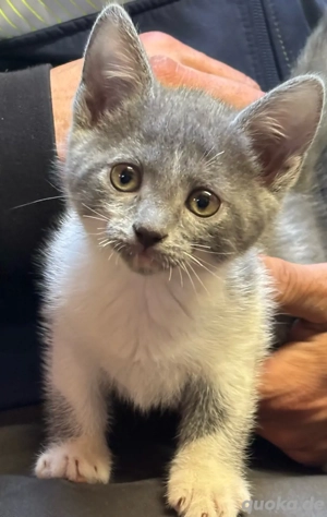    Zuckersüße Kätzin sucht liebevolles Zuhause!   