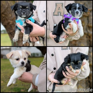 Wunderschöne Chihuahuawelpen Langhaar  