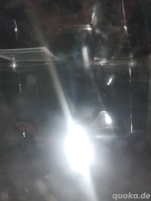 2 Jungferngeckos  Bild 5