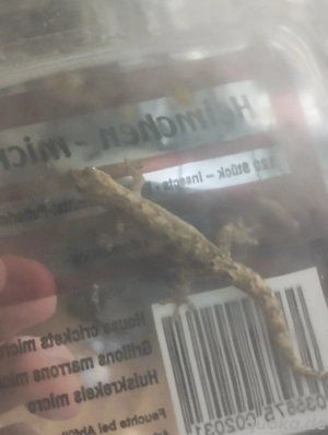 2 Jungferngeckos  Bild 2