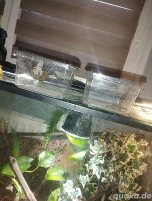 2 Jungferngeckos  Bild 9