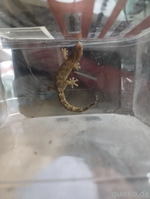 2 Jungferngeckos  Bild 7