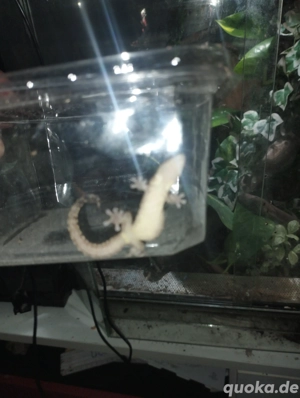 2 Jungferngeckos  Bild 8
