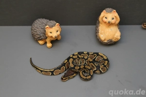 2.0 Classic het Clown Königspython, Python Regius 