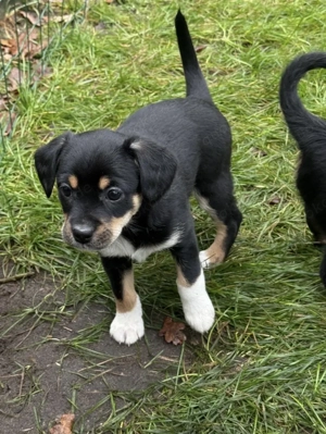 Liebe Parson Russel Terrier-Rehpinscher-King Charles Spaniel Mix Welpen
