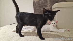 bezaubernde Orientalen Halblanghaar Kitten 