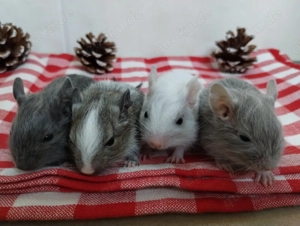 7 kleine Degu Kids,alles Mädels :Lilac,Blue-non,Agoutischeckin suchen ihr First Class Hotel
