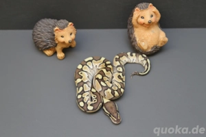 1.0 Lesser het Clown Königspython, Python Regius 