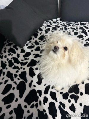 Zwergspitz mix Maltipoo