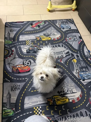 Zwergspitz mix Maltipoo