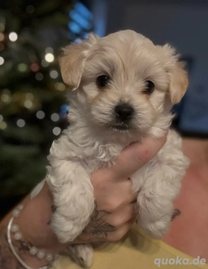 Süsse Malteser Mix Welpen suchen ab den 20.12.25 neues Körbchen 