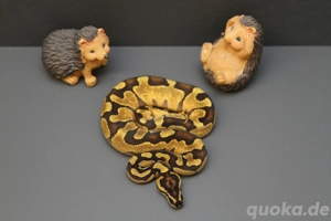 Enchi Yellowbelly Hypo Königspython, Python Regius 