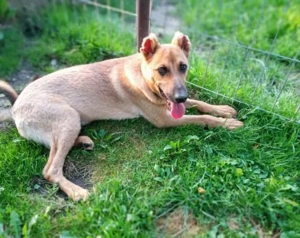 Unser freundlicher Jerry, mit dem traurigen Blick, sucht sein passendes Zuhause. Bild 5