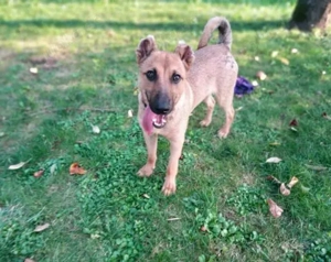 Unser freundlicher Jerry, mit dem traurigen Blick, sucht sein passendes Zuhause. Bild 4