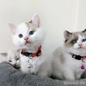 Ragdoll-Kätzchen abzugeben