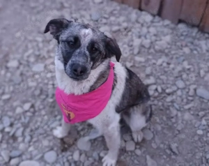 Zuckersüße Überlebenskünstlerin Malka sucht ihr Für-Immer-Zuhause