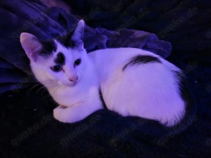 Kätzchen Leyla 5 Monate