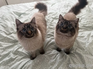 Zwei wundervolle Ragdoll-Brüder Preis ist für beide zusammen und Kratzbaum