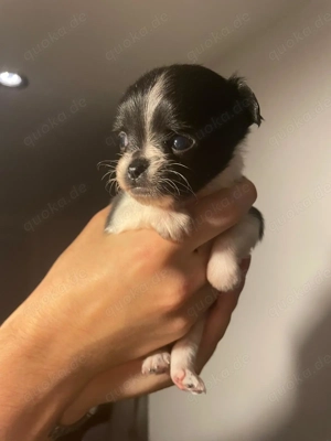 Eine Hündin ist noch frei !! 