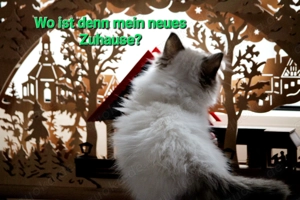 Heilige Birma Kitten