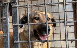 Liebevolles Zuhause für schüchterne Lavinia Bild 2