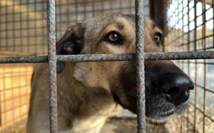 Liebevolles Zuhause für schüchterne Lavinia Bild 5