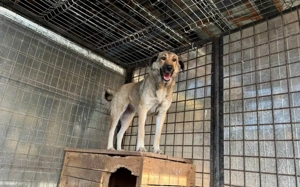 Liebevolles Zuhause für schüchterne Lavinia Bild 4