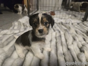 Wunderschöne BiewerYorkshire Welpen 