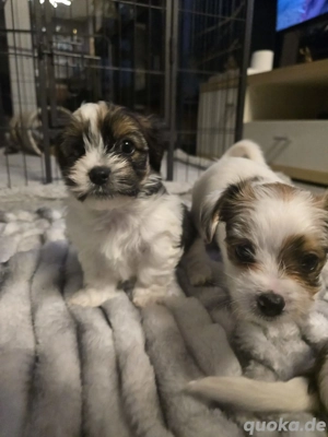 wunderschöne BiewerYorkshire Babys 