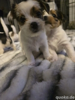 BiewerYorkshire Traumhaft und sehr selten 