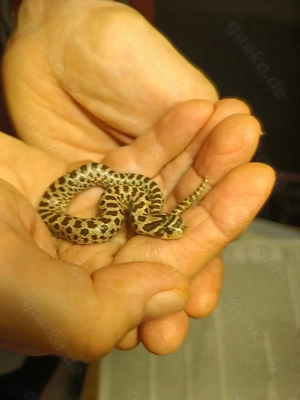 Hakennasennattern classic Heterodon nasicus 