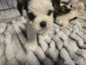 BiewerYorkshire Terrier 