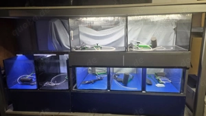 Aquarium Anlage für Börsen,Messen oder Zucht Bild 3