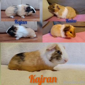 Meerschweinchen Jungs abzugeben 