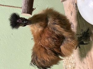 Showgirl Hahn und Seidenhahn abzugeben 