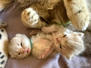 Wurfankündigung BKH Kitten 