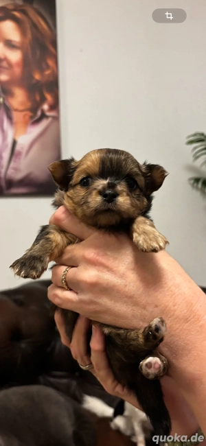 Chihuahua Welpen langhaar