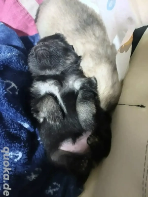 Pomeranian Welpe 2 Mädchen mit Zubehör  Bild 4