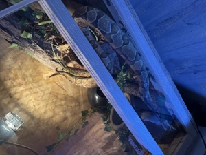 Königsphyton 1.0 Bild 2