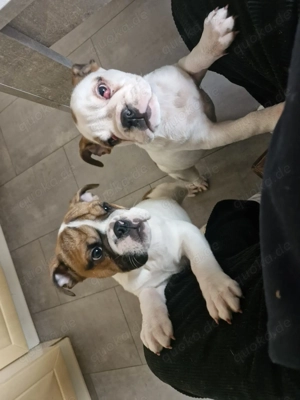 Englische Bulldogg Welpen suchen ein Zuhause