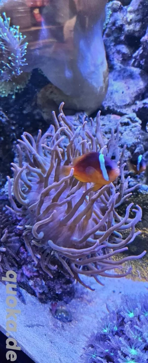 2 Blasenanemonen mit Anemonenfischpärchen