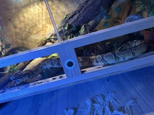 Königsphyton 1.0 Bild 3