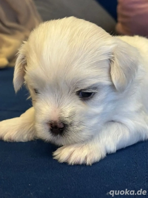 Malteser Welpen