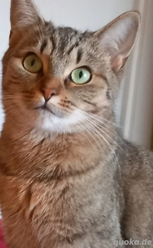 Katze BKH in liebevolle Hände abzugeben 